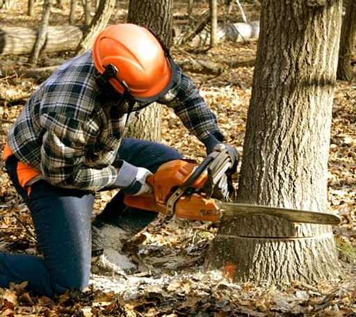 Tree Removal in Mullin, TX